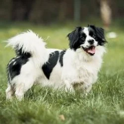 Tierheim Hund Oskar wartet auf ein neues Zuhause