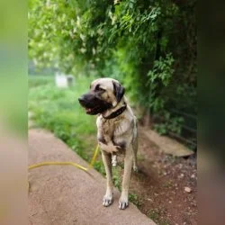 Kangal  aus dem Tierheim Trier