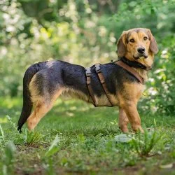Tierheim Hund Otto wartet auf ein neues Zuhause