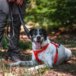 Tierheim Hund Paco wartet auf ein neues Zuhause
