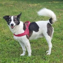 Tierheim Hund Paddy wartet auf ein neues Zuhause