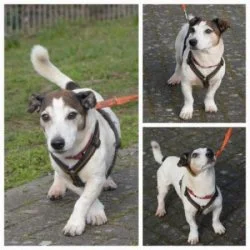 Jack Russell Terrier-Mix  aus dem Tierheim Wiesbaden