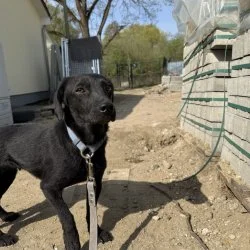 Tierheim Hund Pati wartet auf ein neues Zuhause