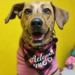 Tierheim Hund Penny wartet auf ein neues Zuhause