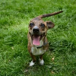 Tierheim Hund Perla wartet auf ein neues Zuhause