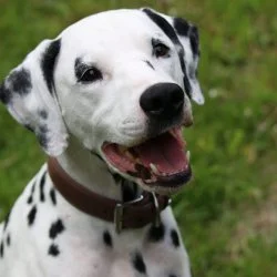 Tierheim Hund Picasso wartet auf ein neues Zuhause