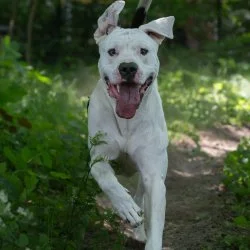 Dogo Argentino-Mix  aus dem Tierheim Geesthacht