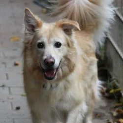 Tierheim Hund Pino wartet auf ein neues Zuhause