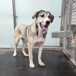 Tierheim Hund Pixi wartet auf ein neues Zuhause