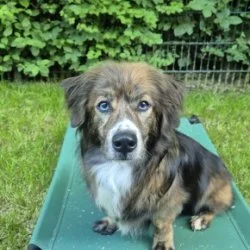 Tierheim Hund Poldi wartet auf ein neues Zuhause