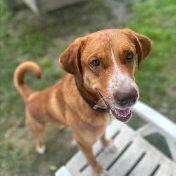 Herdenschutzhund-Mix  aus dem Tierheim München