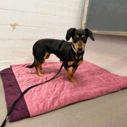 Tierheim Hund Pufy wartet auf ein neues Zuhause