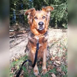 H&uuml;tehund-Mix  aus dem Tierheim Annaberg-Buchholz