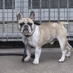 Franz&ouml;sische Bulldogge  aus dem Tierheim Worms