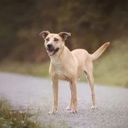 Tierheim Hund Rambo wartet auf ein neues Zuhause