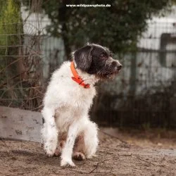 Tierheim Hund Rengar wartet auf ein neues Zuhause