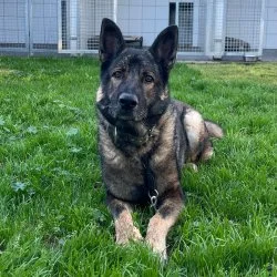 Deutscher Sch&auml;ferhund  aus dem Tierheim Burgdorf