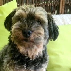 Tierheim Hund Rio wartet auf ein neues Zuhause