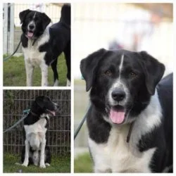 Mischling  aus dem Tierheim Wiesbaden