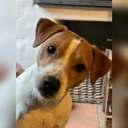 Parson Russell Terrier  aus dem Tierheim Bad Kreuznach