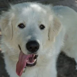 Herdenschutzhund  aus dem Tierheim Aschersleben