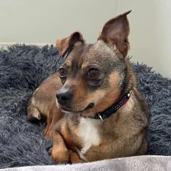 Tierheim Hund Romy wartet auf ein neues Zuhause