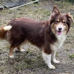 Australian-Shepherd  aus dem Tierheim Gütersloh
