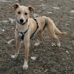 Tierheim Hund Rony wartet auf ein neues Zuhause