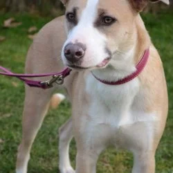 Tierheim Hund Rosa wartet auf ein neues Zuhause