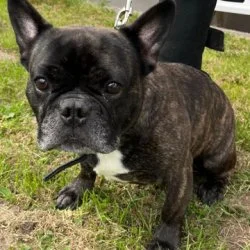 Franz&ouml;sische Bulldogge  aus dem Tierheim Flensburg