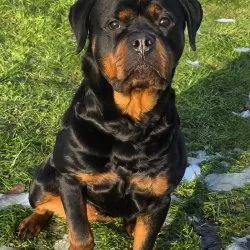 Tierheim Hund Roxy wartet auf ein neues Zuhause