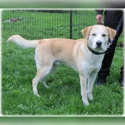 Labrador-Husky Mix  aus dem Tierheim Altentreptow