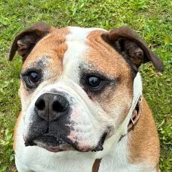 Continental Bulldogge  aus dem Tierheim Bremen