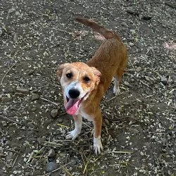 Mischling  aus dem Tierheim Ingelheim