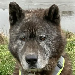 Tierheim Hund Sam wartet auf ein neues Zuhause