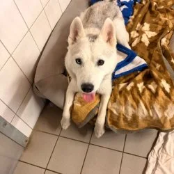 Tierheim Hund Samira wartet auf ein neues Zuhause