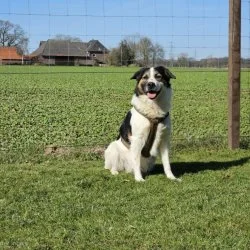 Tierheim Hund Sammy wartet auf ein neues Zuhause