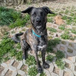 Holl&auml;ndischer Sch&auml;ferhund Mix  aus dem Tierheim Würzburg