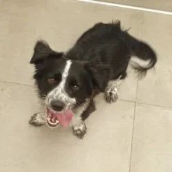 Tierheim Hund Seth wartet auf ein neues Zuhause