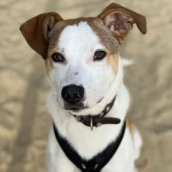 Beagle-Sch&auml;ferhund-Mix  aus dem Tierheim Bottrop