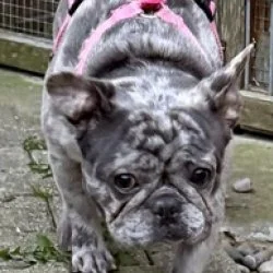 Franz&ouml;sische Bulldogge  aus dem Tierheim Sinsheim