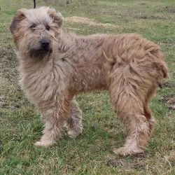 Tierheim Hund Shawn wartet auf ein neues Zuhause