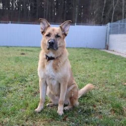 Tierheim Hund Simba wartet auf ein neues Zuhause