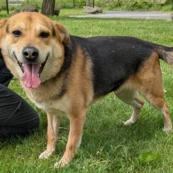 Sch&auml;ferhund Mischling  aus dem Tierheim Dresden