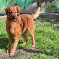 Tierheim Hund Skipper wartet auf ein neues Zuhause