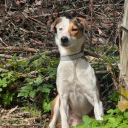 Mischling  aus dem Tierheim Bad Oldesloe