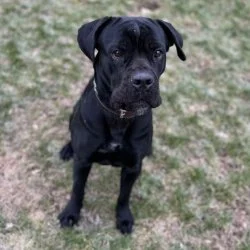 Tierheim Hund Skyler wartet auf ein neues Zuhause