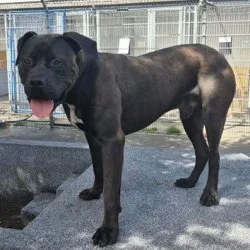 Cane Corso  aus dem Tierheim Frankfurt am Main