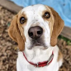 Tierheim Hund Snoopy B wartet auf ein neues Zuhause