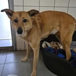 Shiba Inu-Mix  aus dem Tierheim Frankfurt am Main